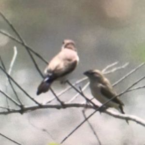 Meet your Posher, Michaela